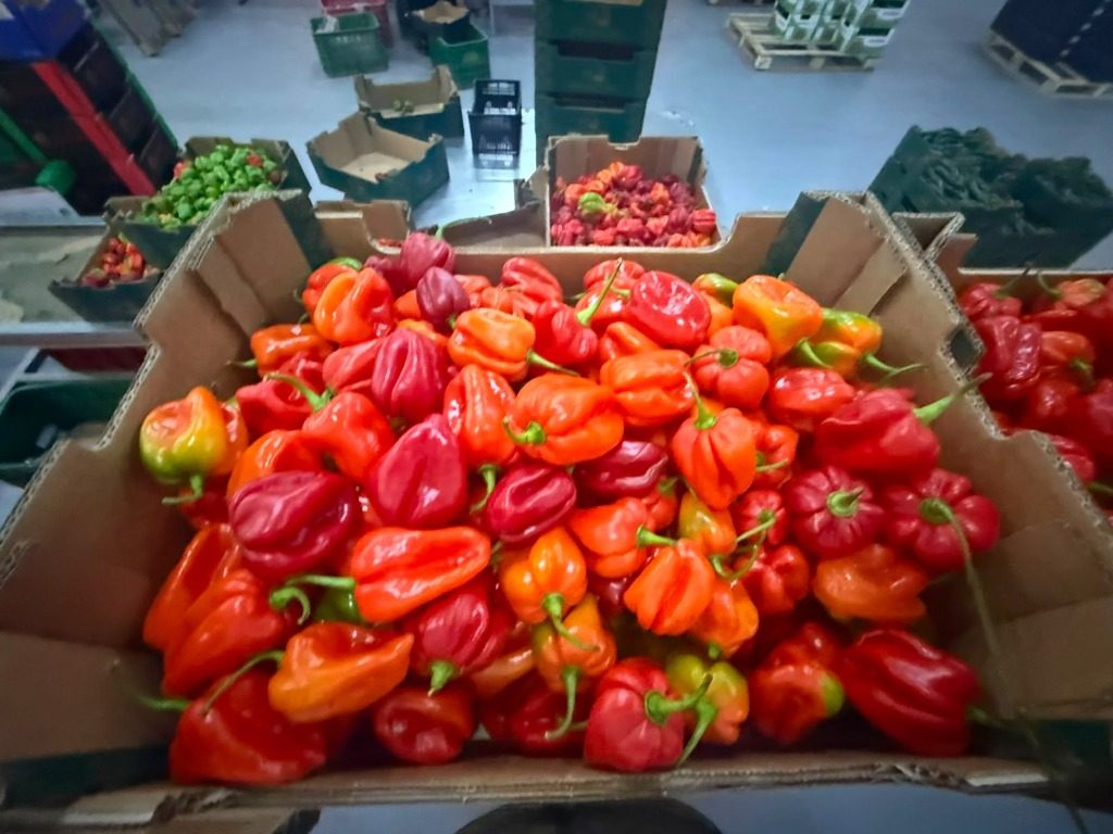 Real Moroccan Peppers