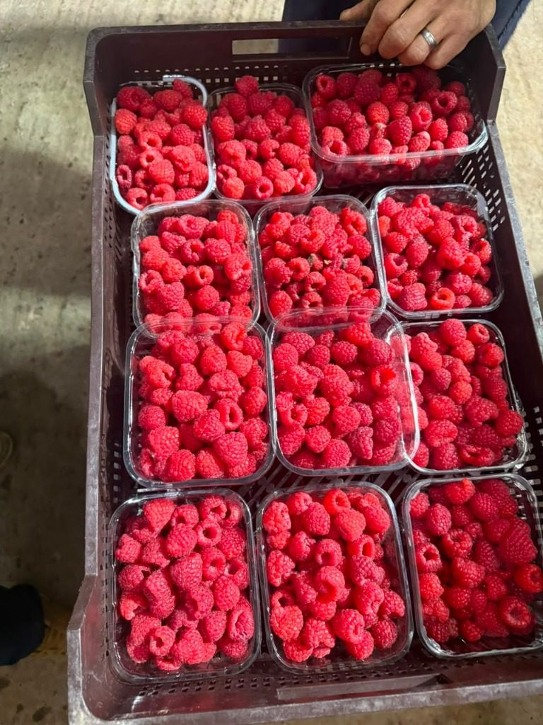 Real Moroccan Raspberries