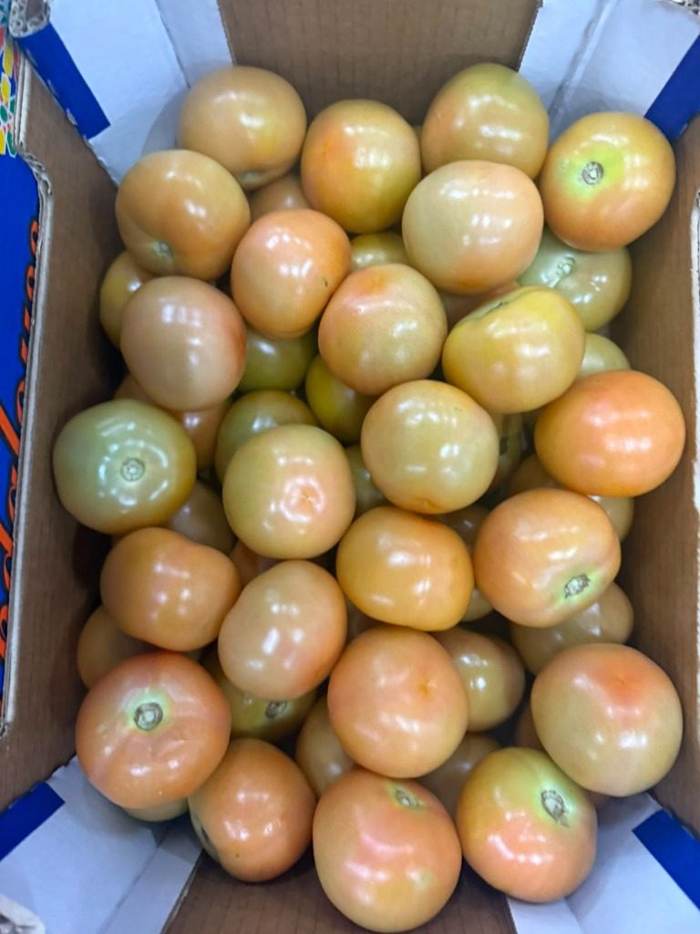 Real Moroccan Export Tomatoes