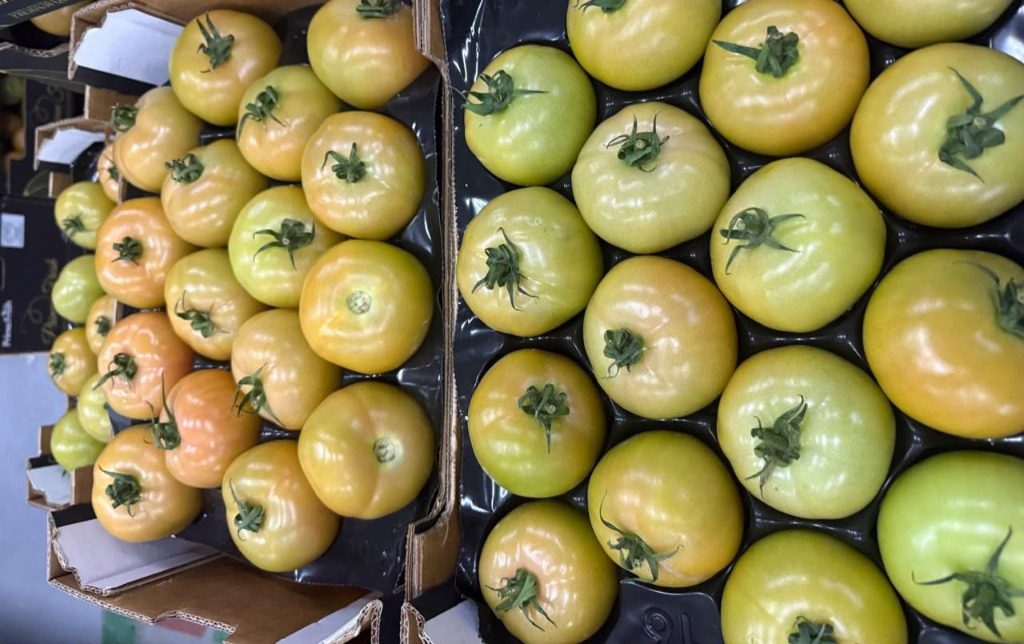 Vine Tomatoes Layered Trays